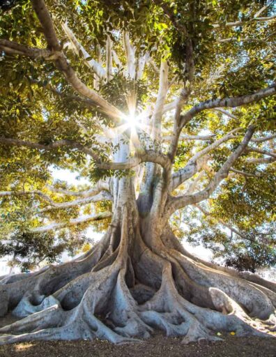sun light passing through green leafed tree